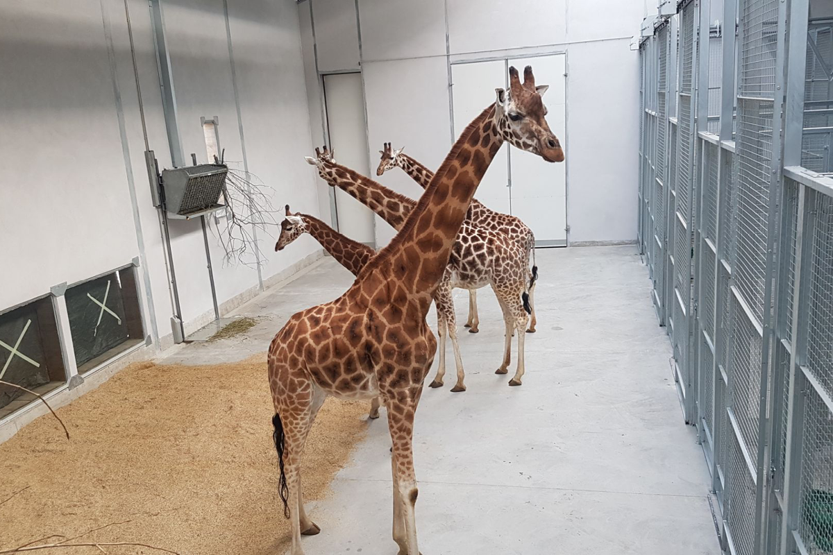 Bâtiment Girafes - Le PAL (03)